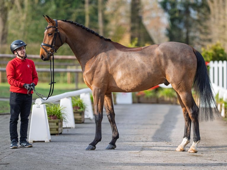 Westfaliano Castrone 4 Anni 165 cm Baio in Münster-Handorf