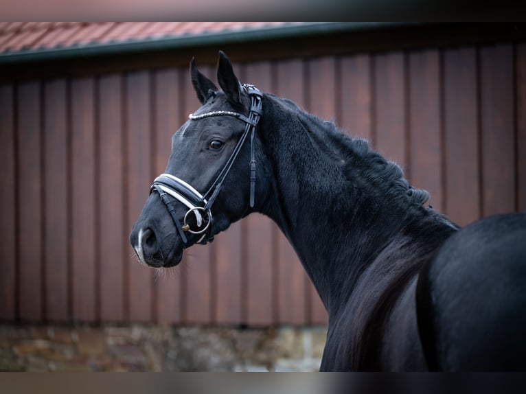 Westfaliano Castrone 4 Anni 165 cm Morello in Bramsche