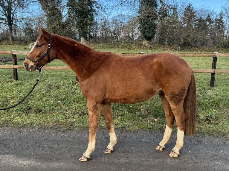 Westfaliano Castrone 4 Anni 165 cm Sauro in Saint Georges de Reintembault