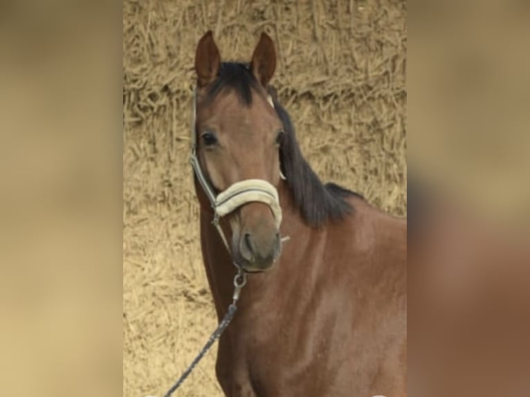 Westfaliano Castrone 4 Anni 165 cm Sauro ciliegia in Gummersbach