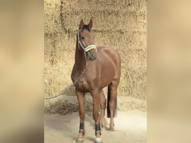 Westfaliano Castrone 4 Anni 165 cm Sauro ciliegia in Gummersbach