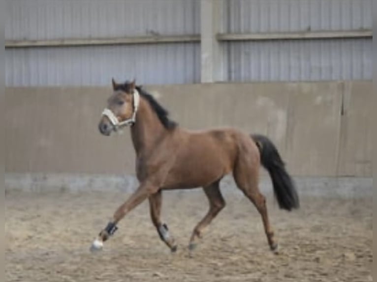 Westfaliano Castrone 4 Anni 165 cm Sauro ciliegia in Gummersbach