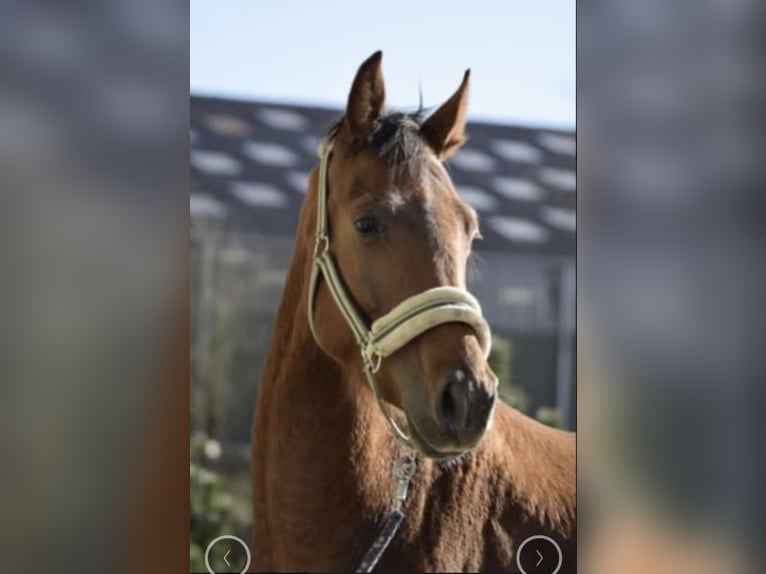 Westfaliano Castrone 4 Anni 165 cm Sauro ciliegia in Gummersbach