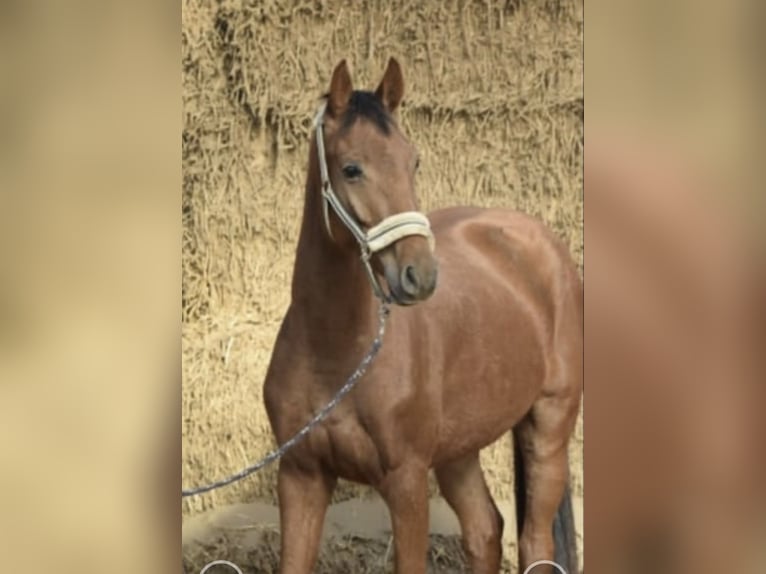 Westfaliano Castrone 4 Anni 165 cm Sauro ciliegia in Gummersbach