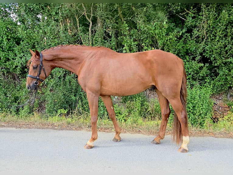 Westfaliano Castrone 4 Anni 165 cm Sauro scuro in Womrath