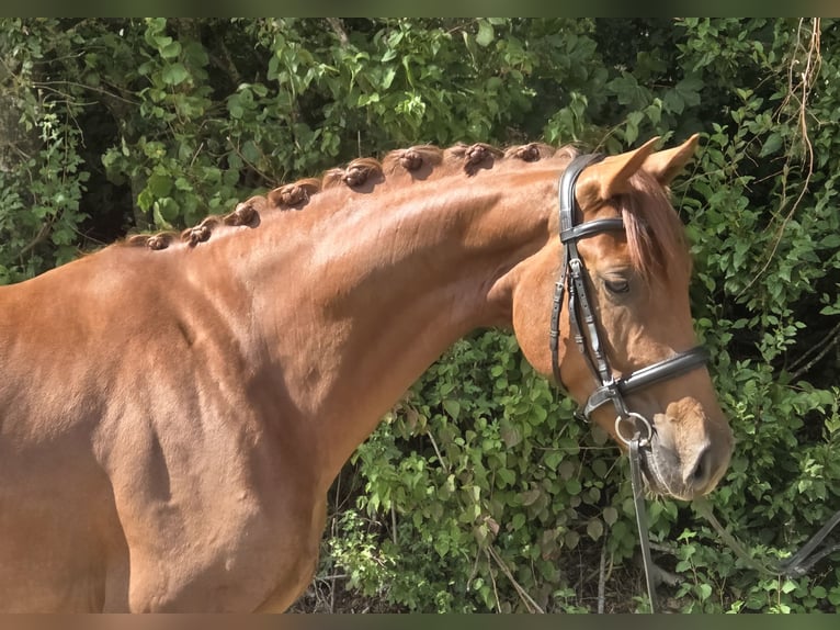 Westfaliano Castrone 4 Anni 165 cm Sauro scuro in Womrath