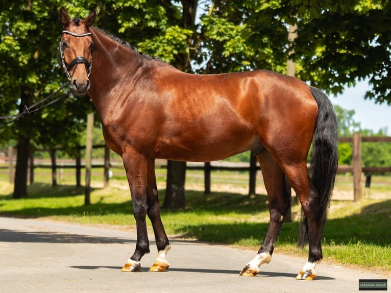 Westfaliano Castrone 4 Anni 166 cm Baio in Greven