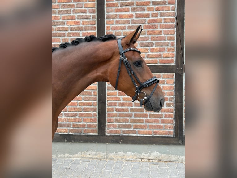 Westfaliano Castrone 4 Anni 166 cm Baio in Heidesheim am Rhein