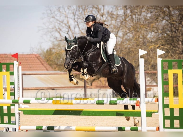 Westfaliano Castrone 4 Anni 166 cm Baio nero in Tabor