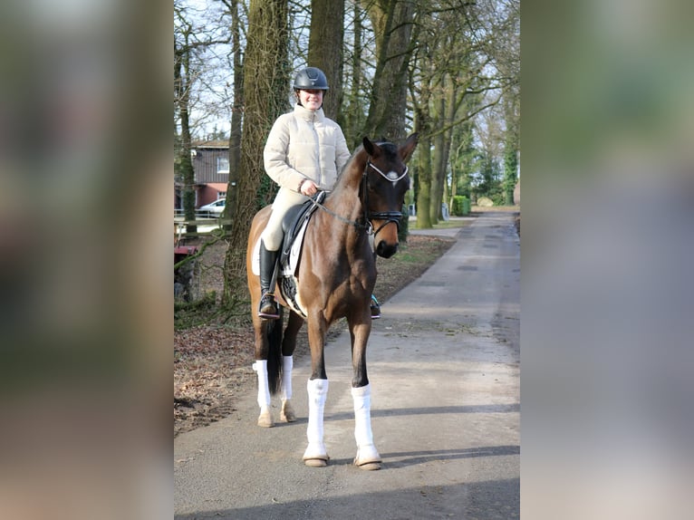 Westfaliano Castrone 4 Anni 166 cm Baio scuro in F&#xFC;rstenau
