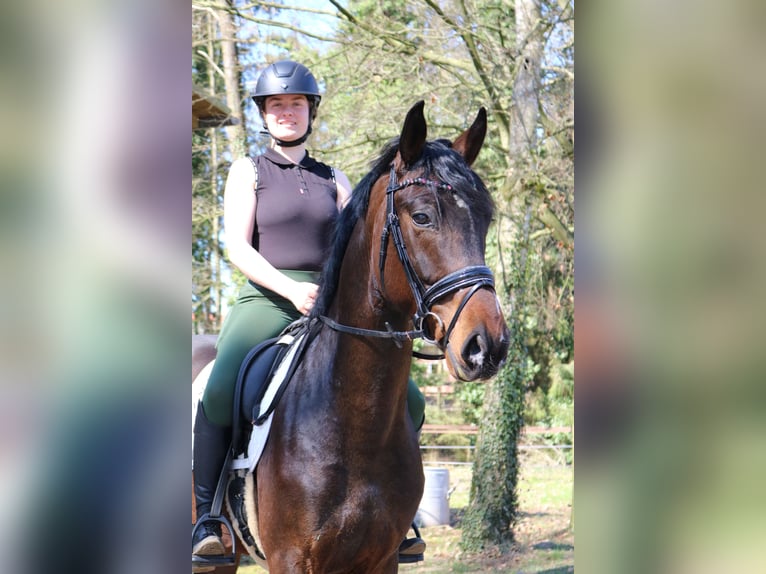 Westfaliano Castrone 4 Anni 166 cm Baio scuro in F&#xFC;rstenau