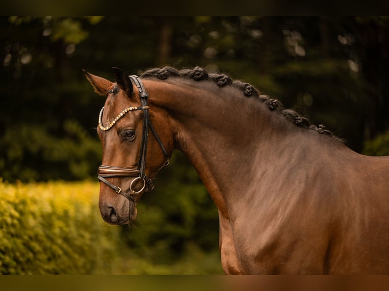 Westfaliano Castrone 4 Anni 166 cm Baio scuro in Wehringen