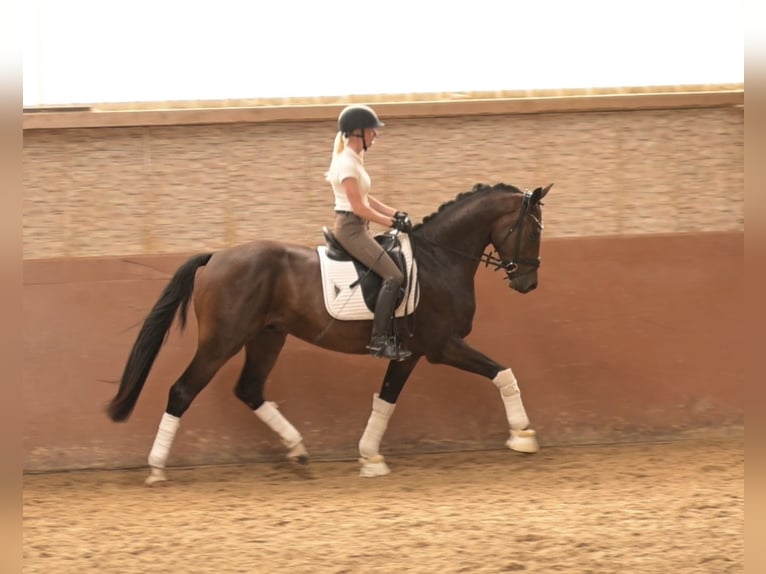 Westfaliano Castrone 4 Anni 166 cm Baio scuro in Wehringen