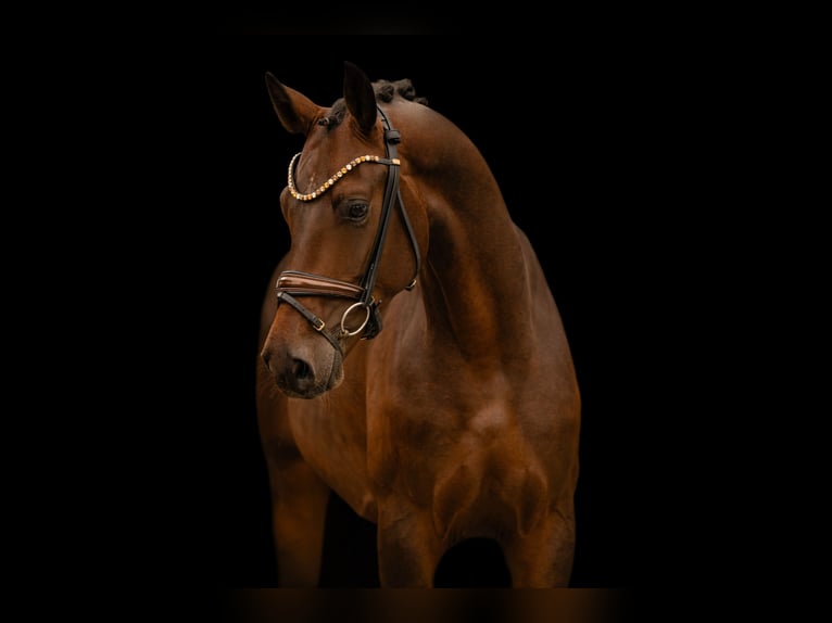 Westfaliano Castrone 4 Anni 166 cm Baio scuro in Wehringen