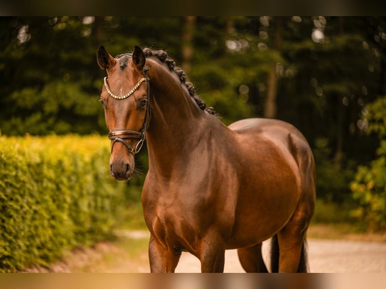 Westfaliano Castrone 4 Anni 166 cm Baio scuro in Wehringen