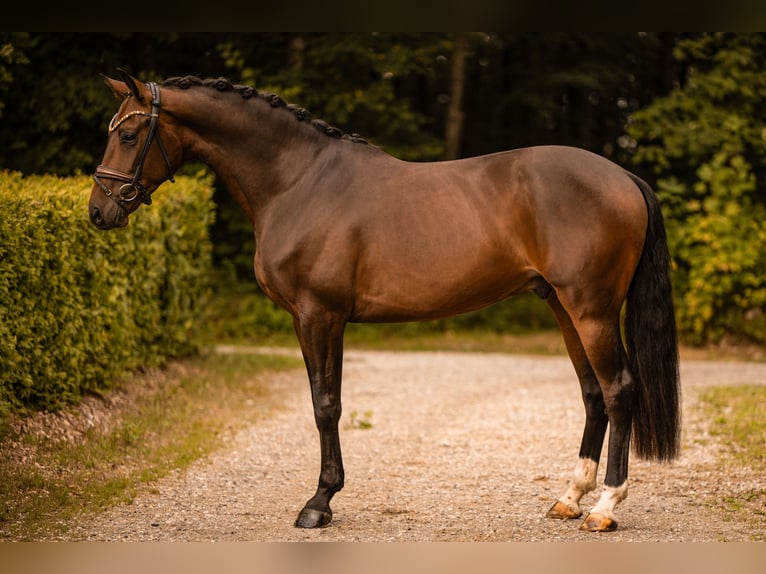 Westfaliano Castrone 4 Anni 166 cm Baio scuro in Wehringen