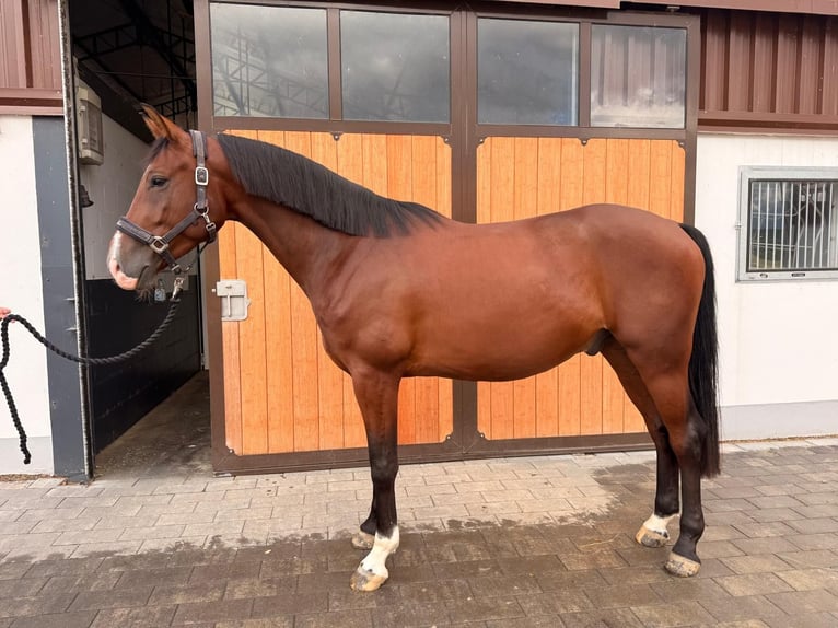 Westfaliano Castrone 4 Anni 166 cm Baio scuro in Dornburg