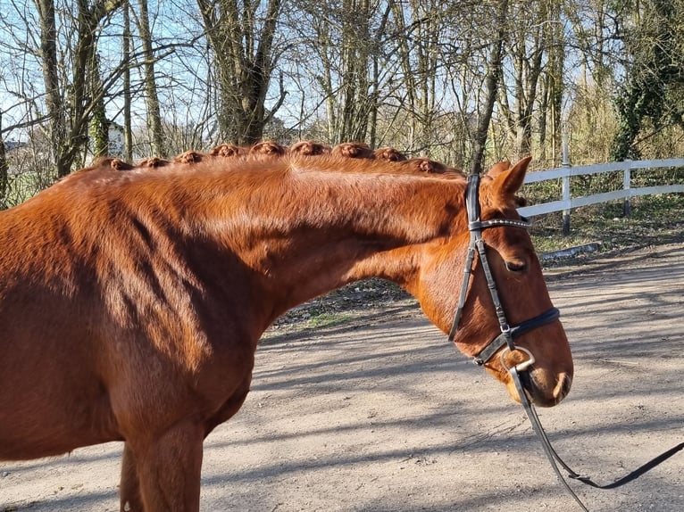 Westfaliano Castrone 4 Anni 166 cm Sauro scuro in Womrath