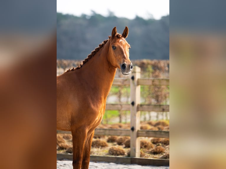 Westfaliano Castrone 4 Anni 166 cm Sauro scuro in Mol