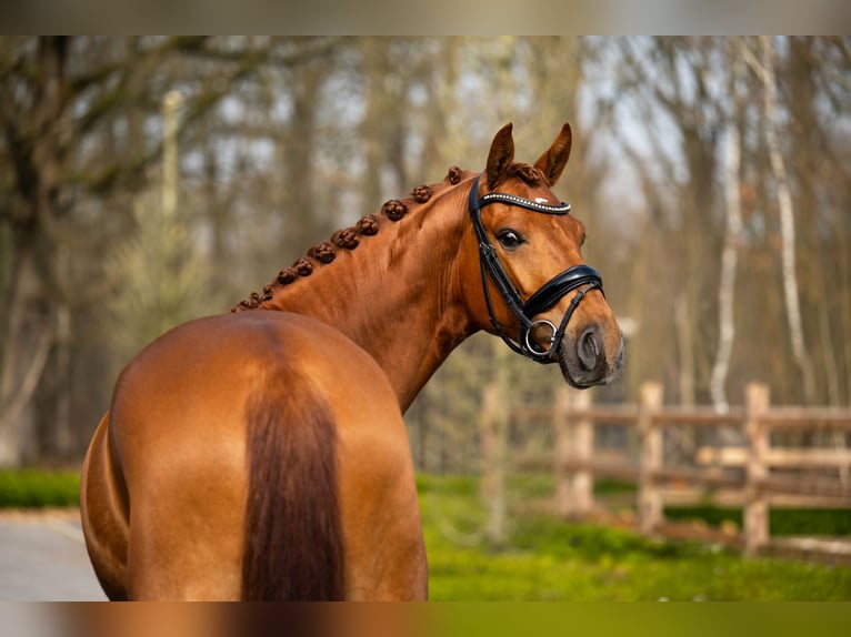 Westfaliano Castrone 4 Anni 166 cm Sauro scuro in Mol