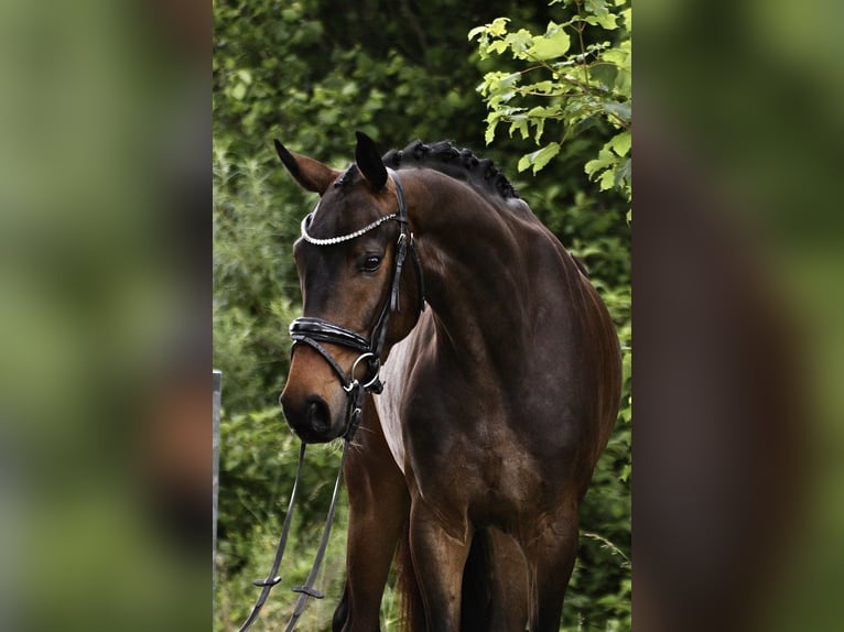 Westfaliano Castrone 4 Anni 167 cm Baio scuro in Detmold
