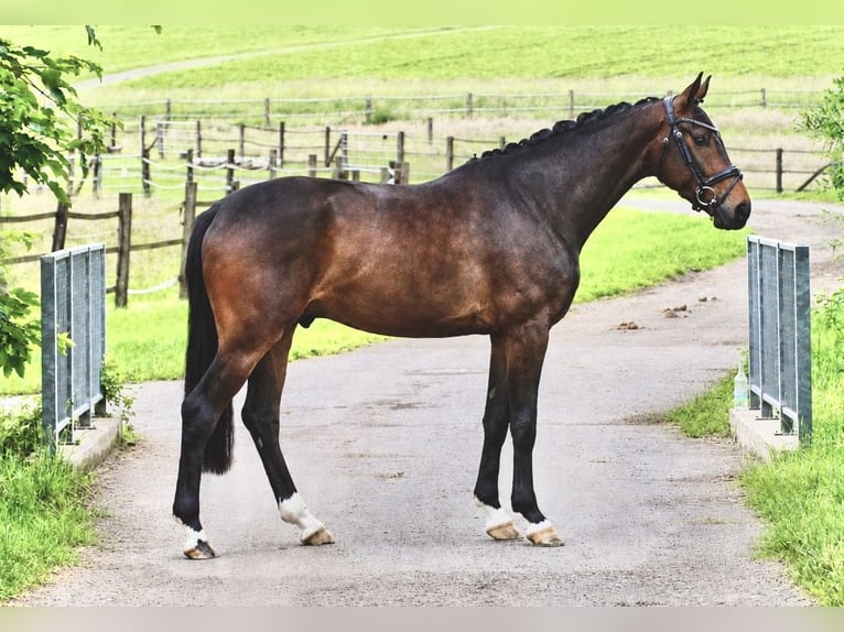 Westfaliano Castrone 4 Anni 167 cm Baio scuro in Detmold