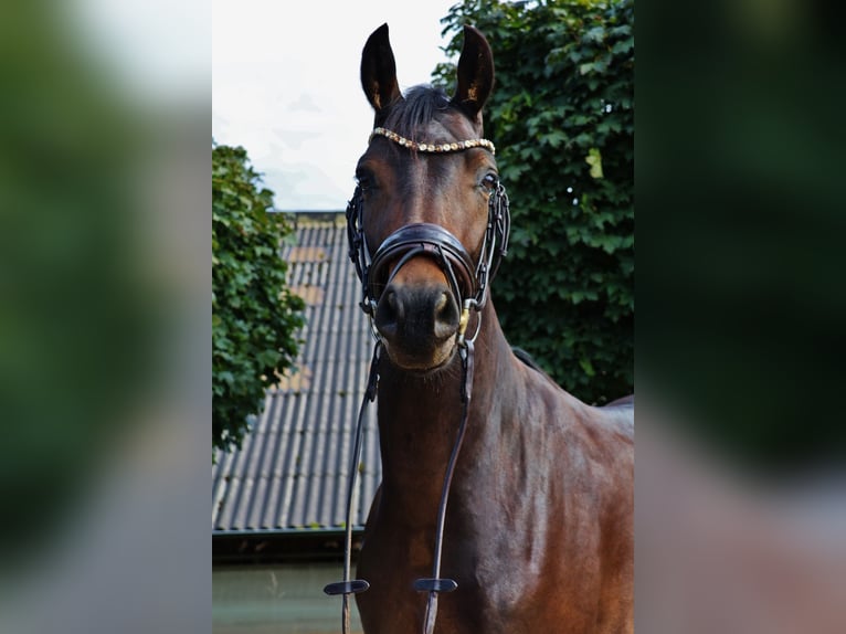 Westfaliano Castrone 4 Anni 167 cm Baio scuro in Overath