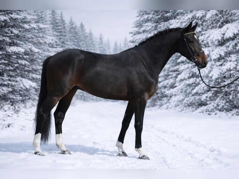 Westfaliano Castrone 4 Anni 167 cm Baio scuro in Szarvas