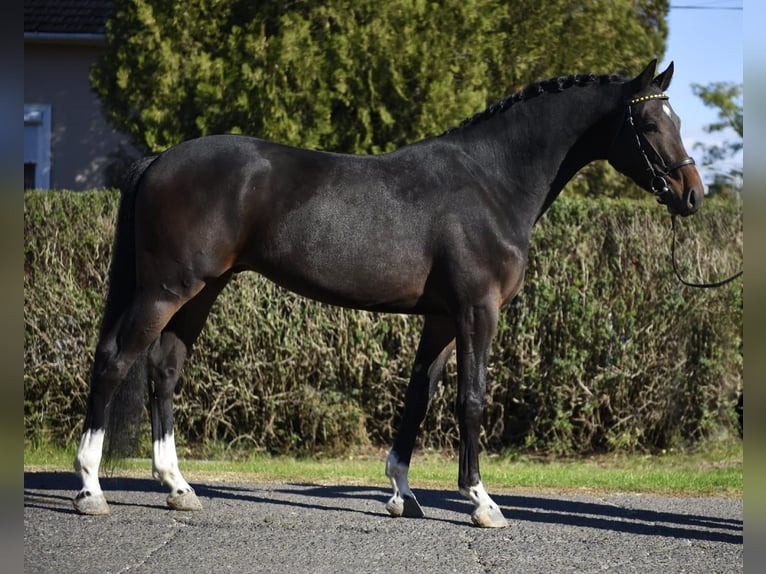 Westfaliano Castrone 4 Anni 167 cm Baio scuro in Szarvas