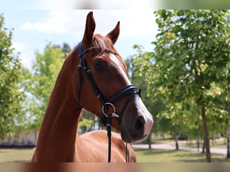 Westfaliano Castrone 4 Anni 167 cm Sauro in GROTE-BROGEL