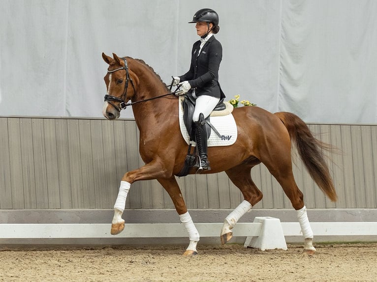 Westfaliano Castrone 4 Anni 167 cm Sauro in Münster-Handorf