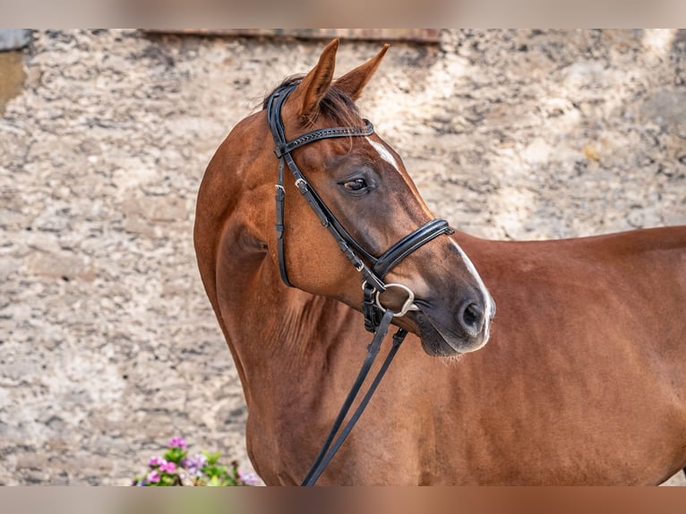 Westfaliano Castrone 4 Anni 167 cm Sauro scuro in Glandorf