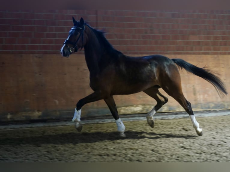 Westfaliano Castrone 4 Anni 168 cm Baio in Paderborn