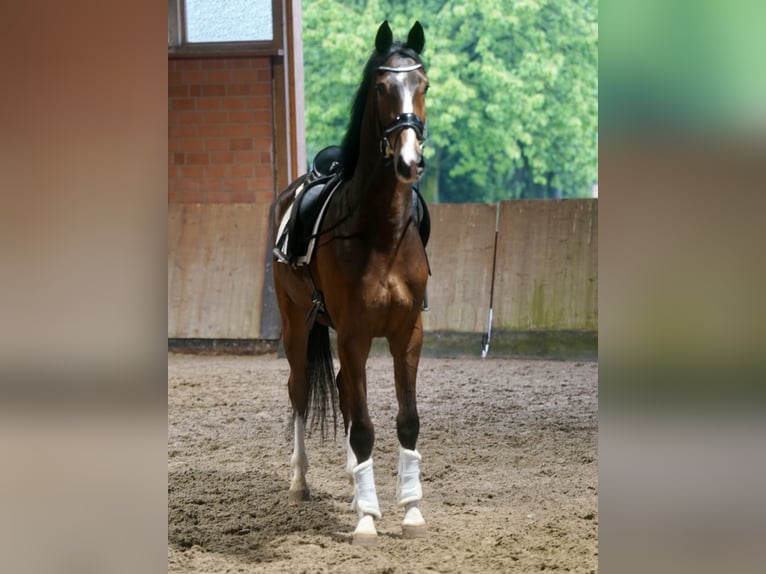 Westfaliano Castrone 4 Anni 168 cm Baio in Paderborn