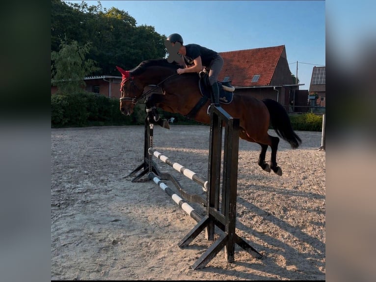 Westfaliano Castrone 4 Anni 168 cm Baio in Schermbeck