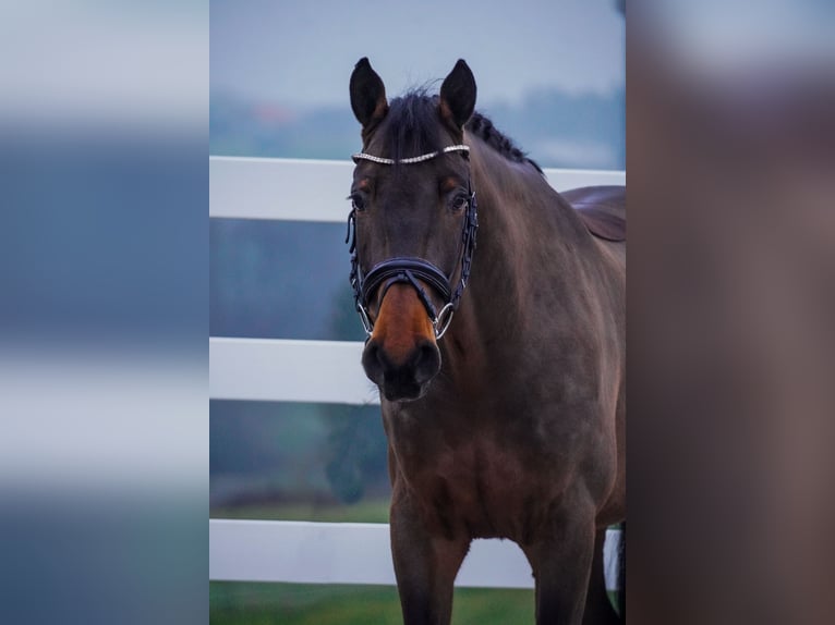 Westfaliano Castrone 4 Anni 168 cm Baio in Nettersheim