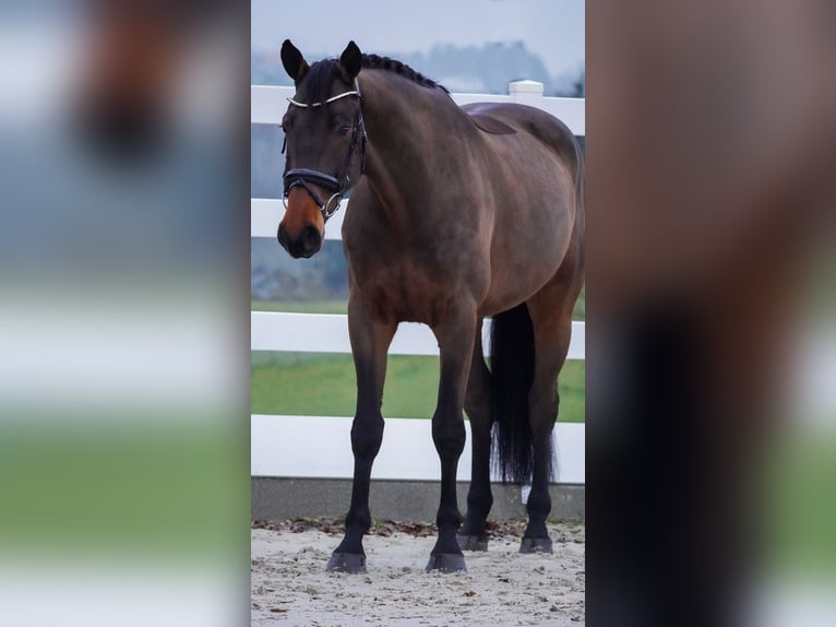 Westfaliano Castrone 4 Anni 168 cm Baio in Nettersheim