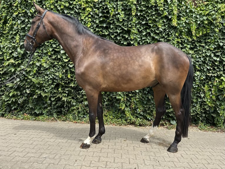Westfaliano Castrone 4 Anni 168 cm Baio in Rees