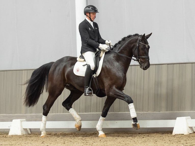 Westfaliano Castrone 4 Anni 168 cm Baio nero in Münster-Handorf