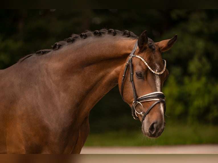 Westfaliano Castrone 4 Anni 168 cm Baio scuro in Wehringen