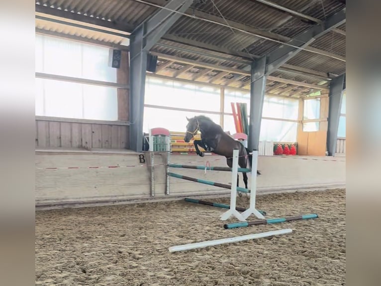 Westfaliano Castrone 4 Anni 168 cm Baio scuro in Wehringen