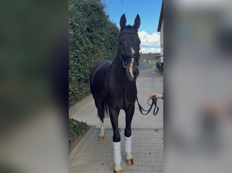 Westfaliano Castrone 4 Anni 168 cm Baio scuro in Königstein im Taunus Mammolshain