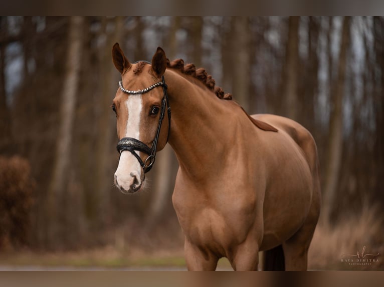 Westfaliano Castrone 4 Anni 168 cm in Wehringen