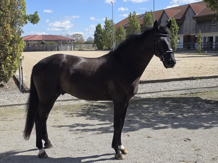 Westfaliano Castrone 4 Anni 168 cm Morello in Vaterstetten