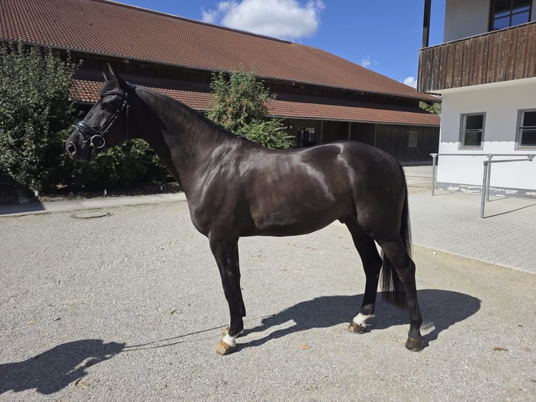 Westfaliano Castrone 4 Anni 168 cm Morello in Vaterstetten
