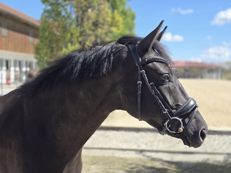 Westfaliano Castrone 4 Anni 168 cm Morello in Vaterstetten