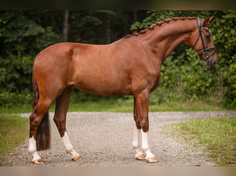 Westfaliano Castrone 4 Anni 168 cm Sauro in Wehringen