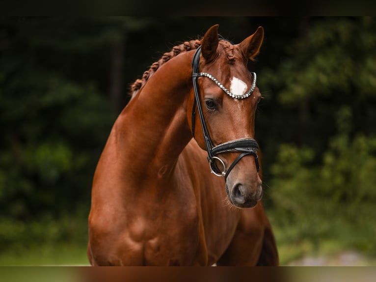 Westfaliano Castrone 4 Anni 168 cm Sauro in Wehringen