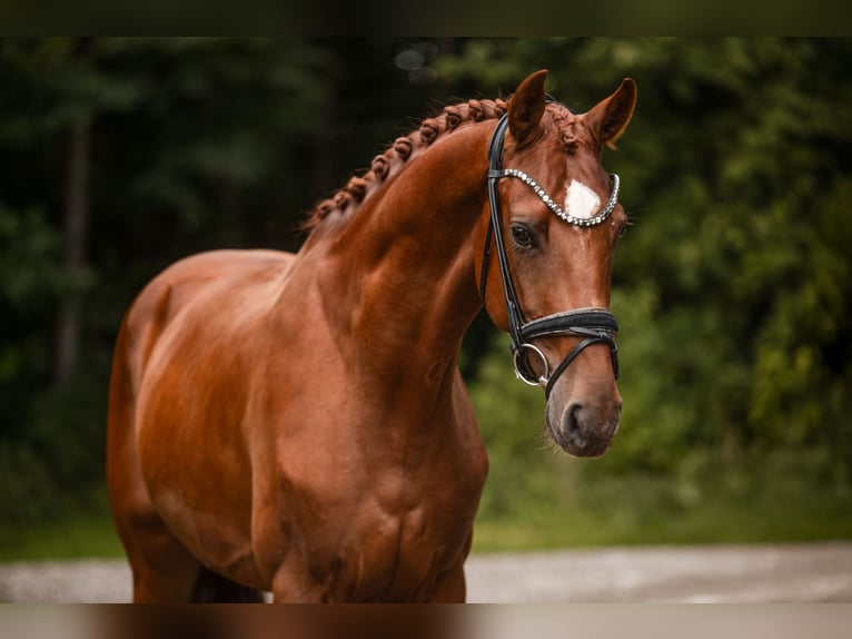 Westfaliano Castrone 4 Anni 168 cm Sauro in Wehringen