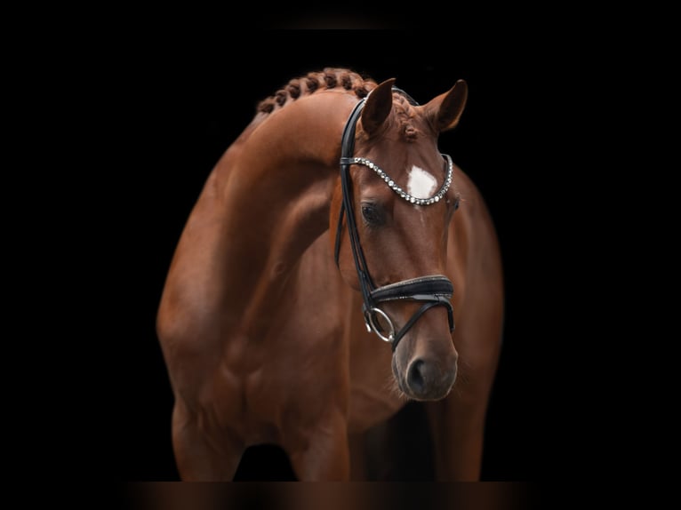 Westfaliano Castrone 4 Anni 168 cm Sauro in Wehringen